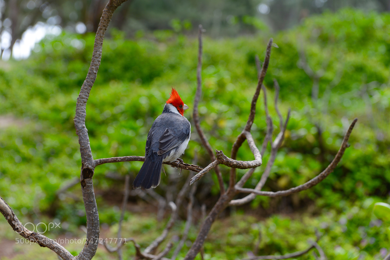 Nikon D800 sample photo. Bird photography