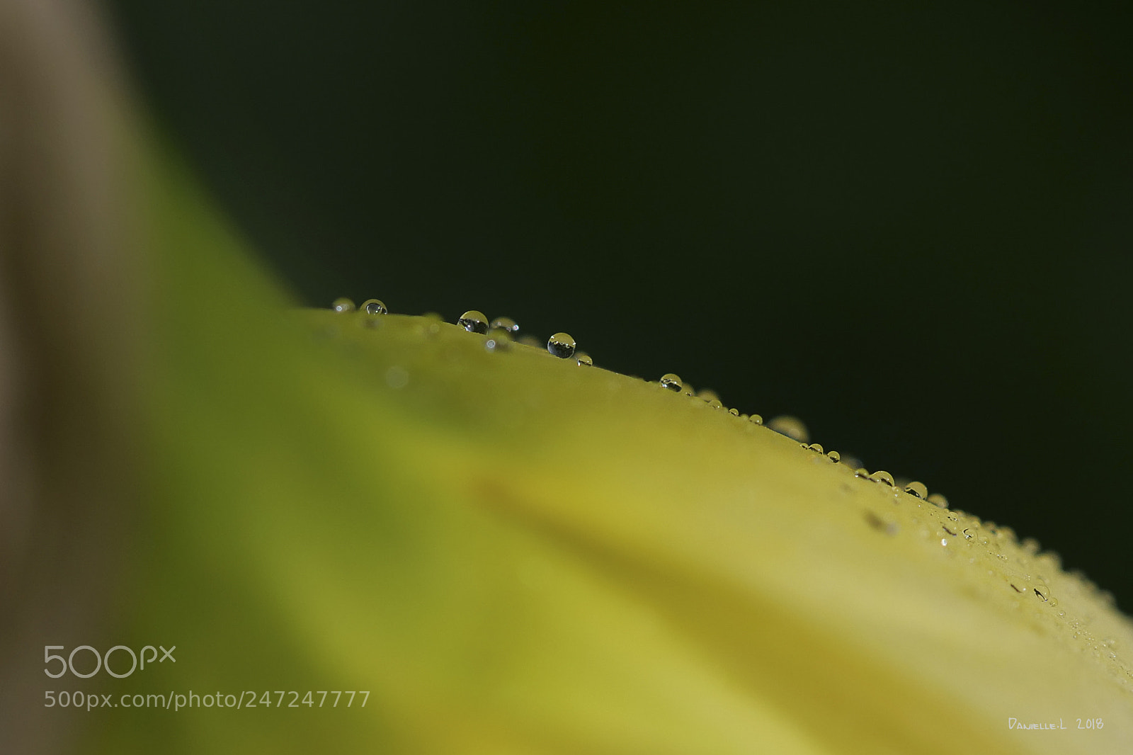 Panasonic Lumix DC-G9 sample photo. Gouttelettes sur jonquille photography