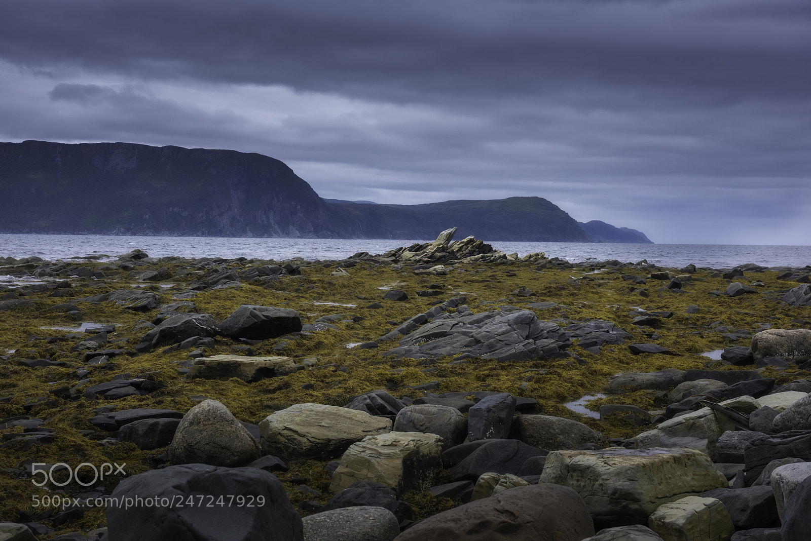 Nikon D810 sample photo. Rocks and sea weed photography
