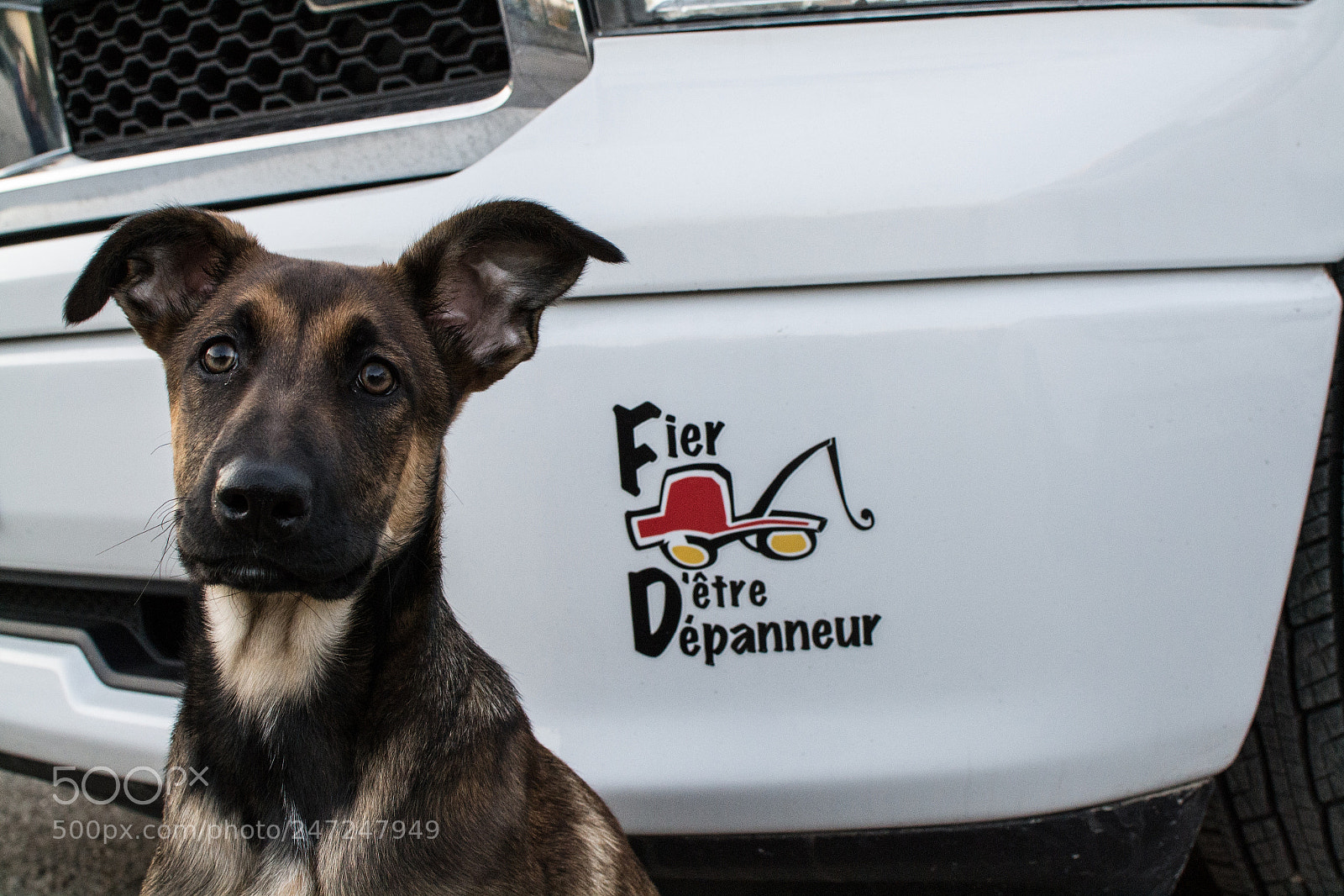Nikon D3100 sample photo. Naya, the watchdog photography