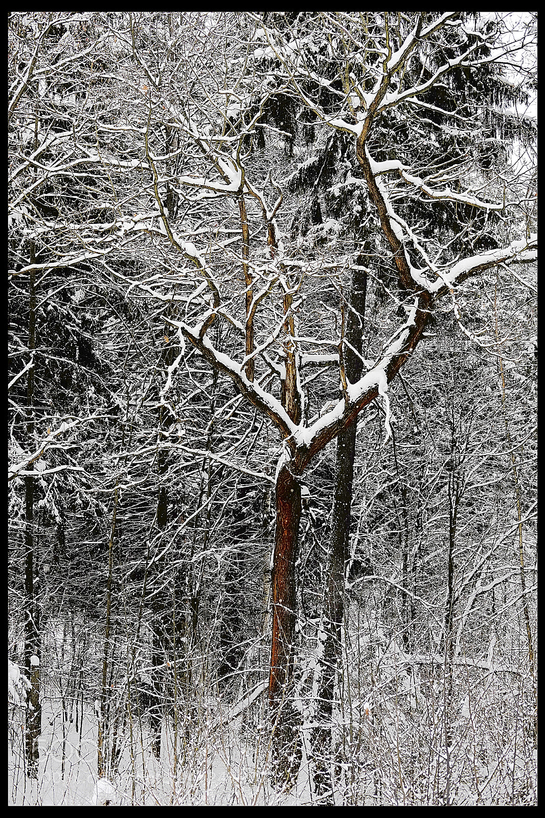 Fujifilm X-Pro1 sample photo. Tree - elk photography