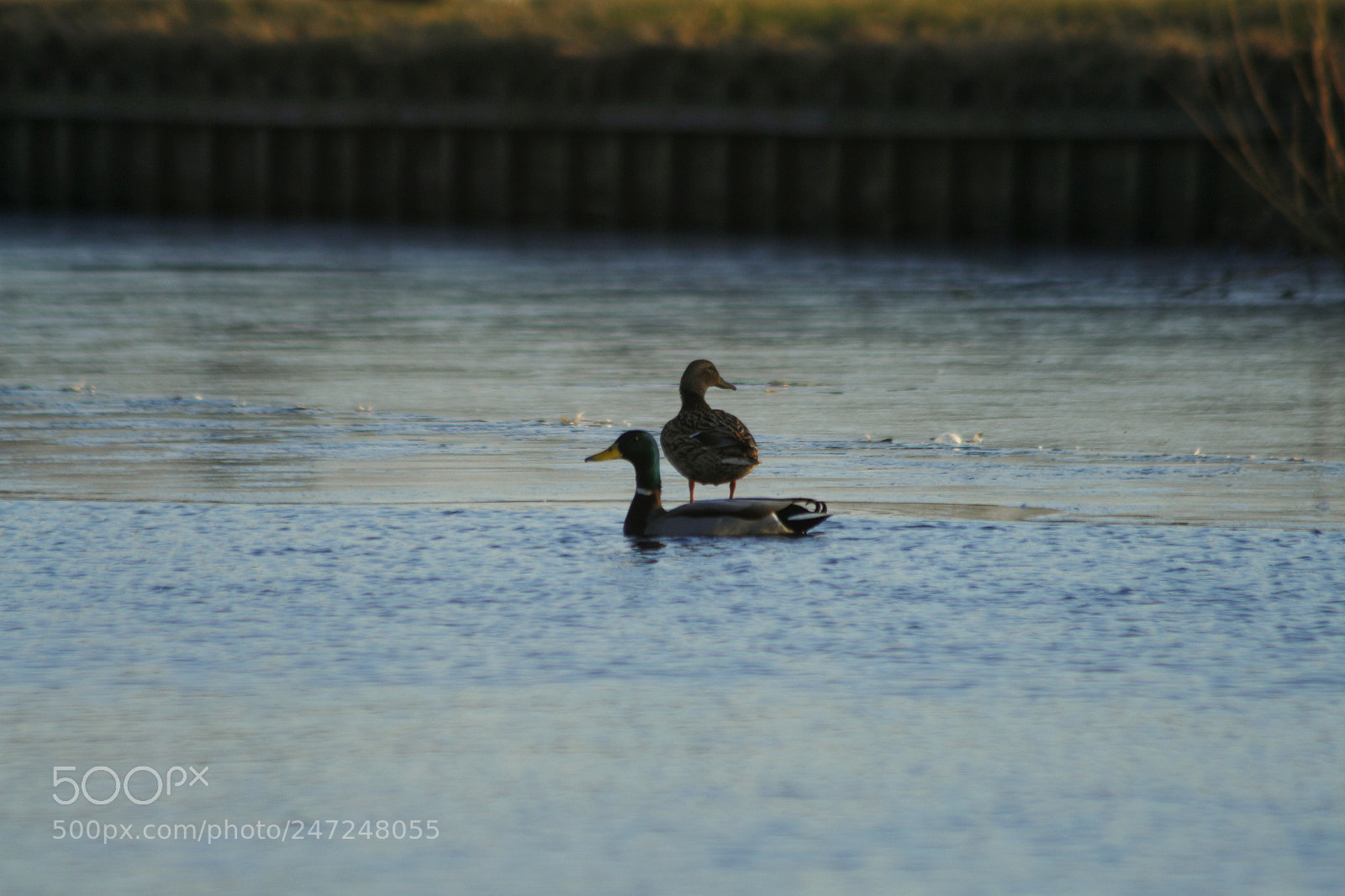 Canon EOS 700D (EOS Rebel T5i / EOS Kiss X7i) sample photo. Swimming and standing duck photography