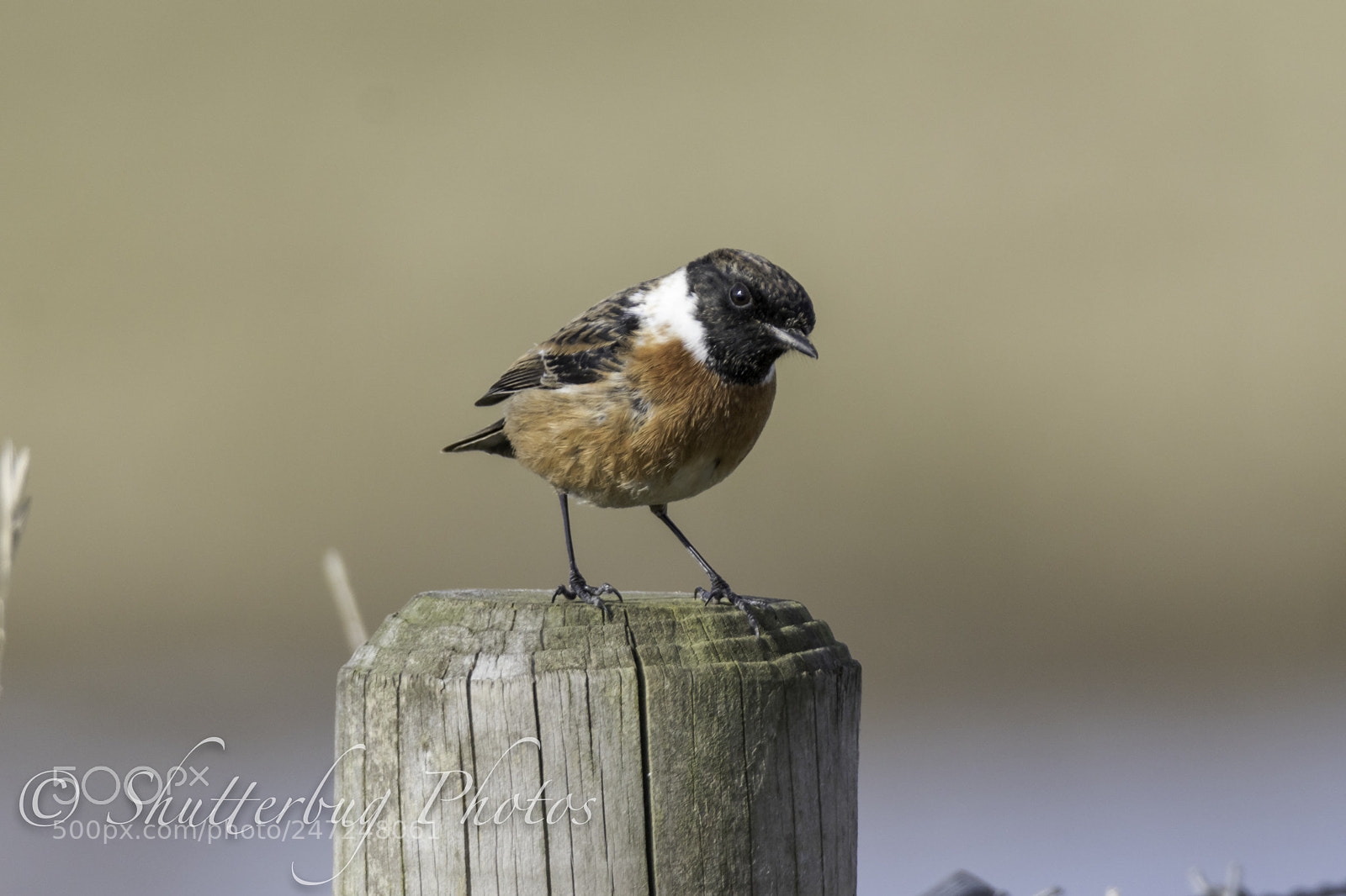 Canon EOS 80D sample photo. Stonechat photography