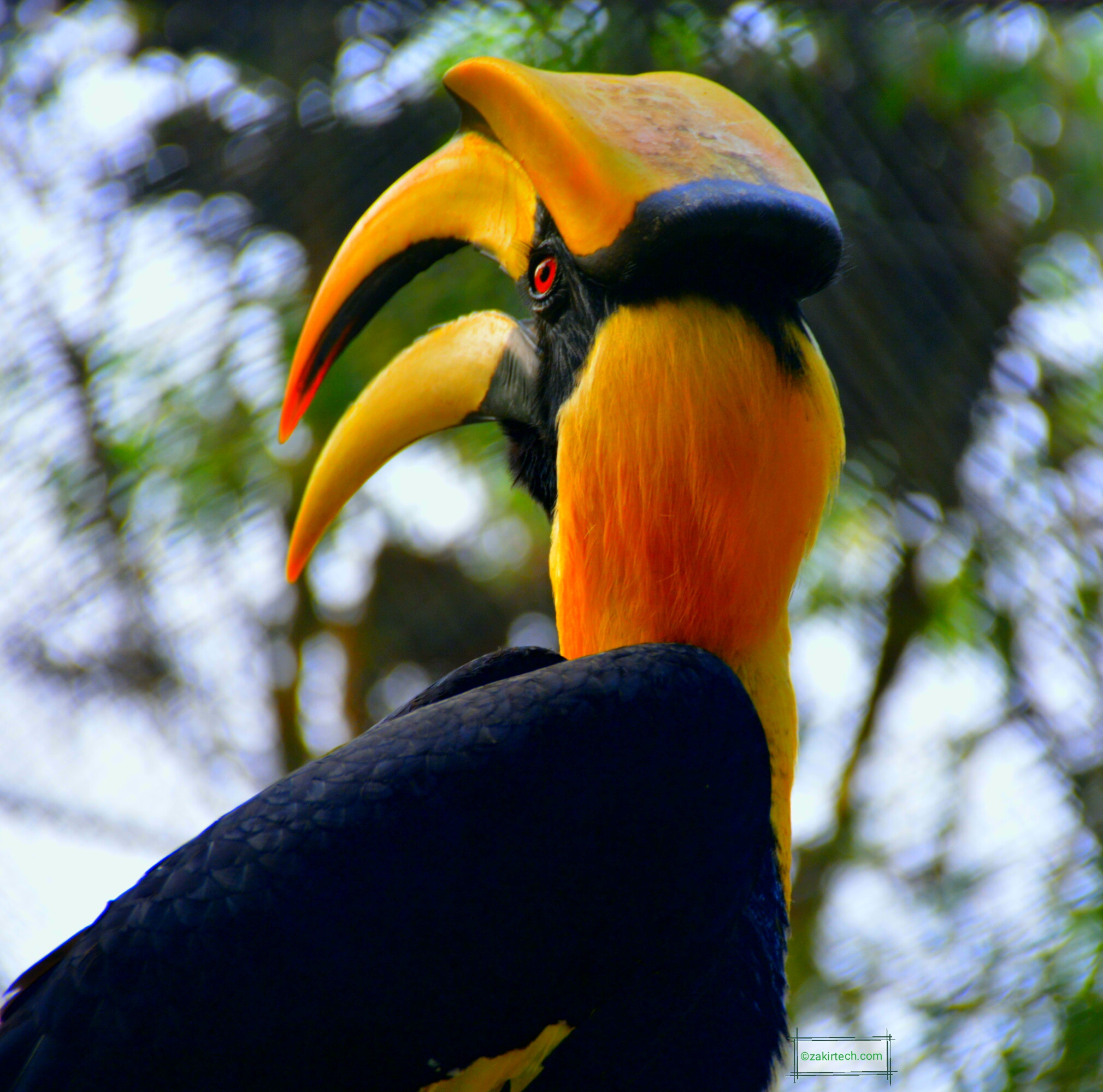 Nikon D5200 sample photo. Toucan bird photography