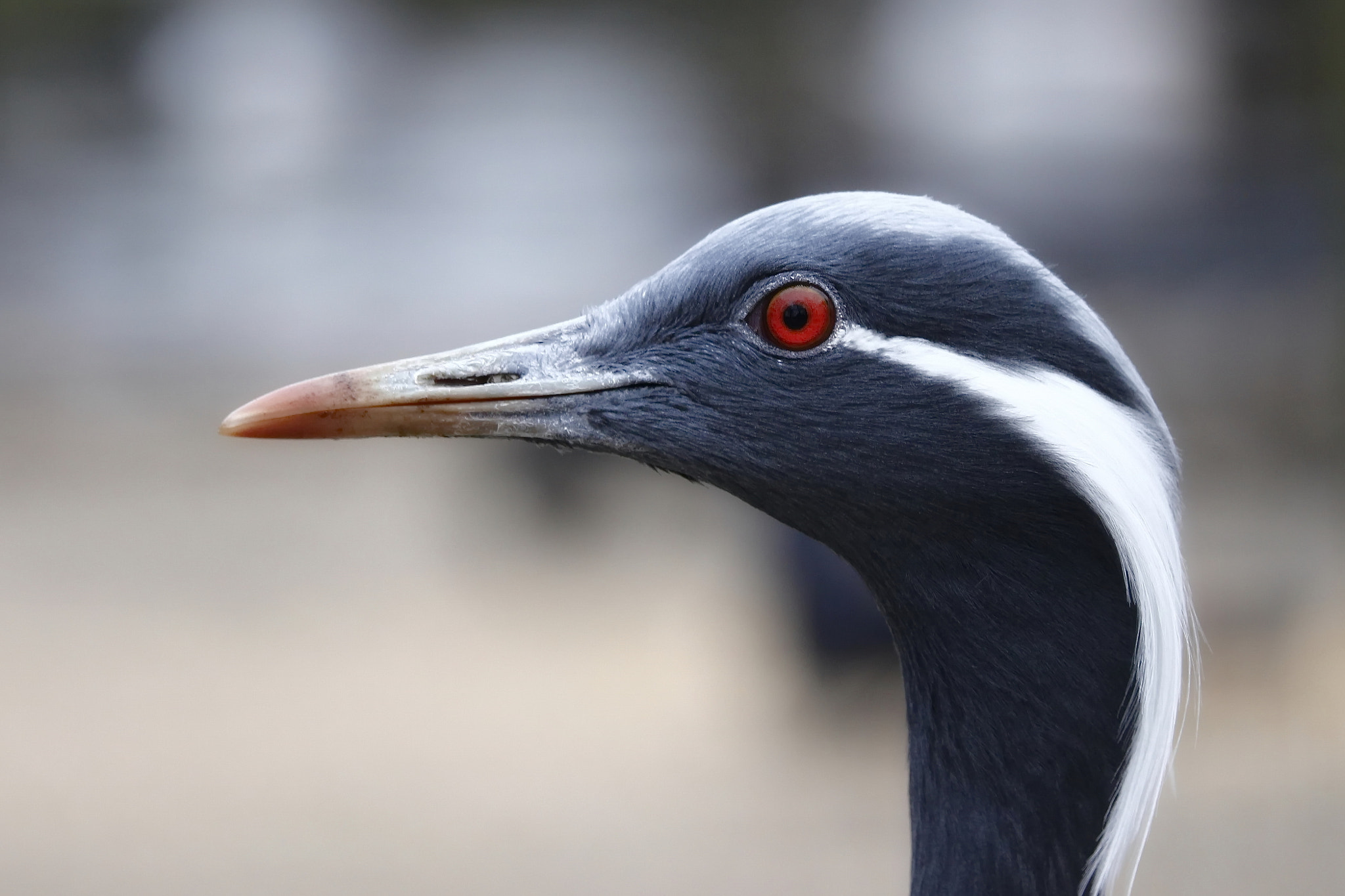 Canon EF 300mm F2.8L IS II USM sample photo. Demoiselle crane photography