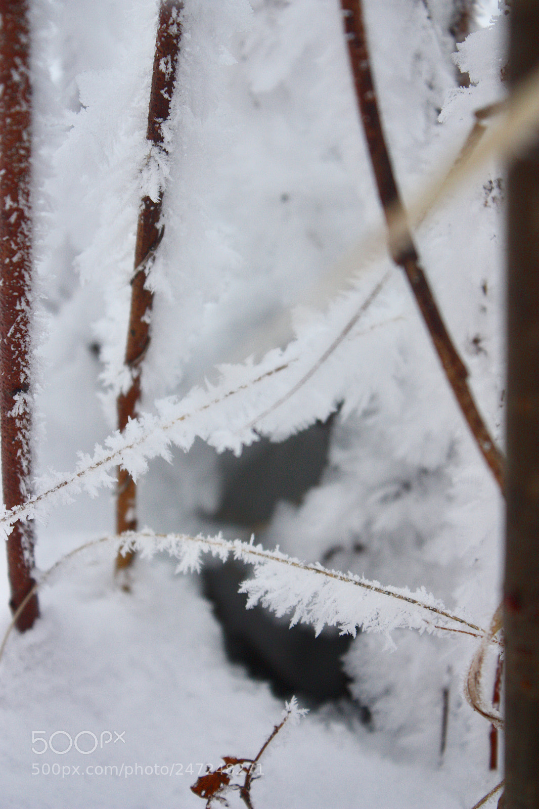 Canon EOS 450D (EOS Rebel XSi / EOS Kiss X2) sample photo. Winter tales photography