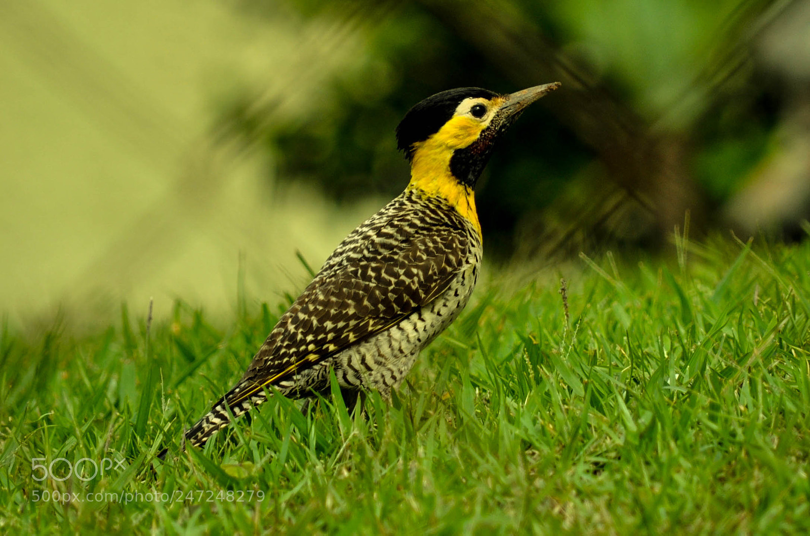 Nikon D5000 sample photo. Pica-pau-do-campo (colaptes campestris) photography