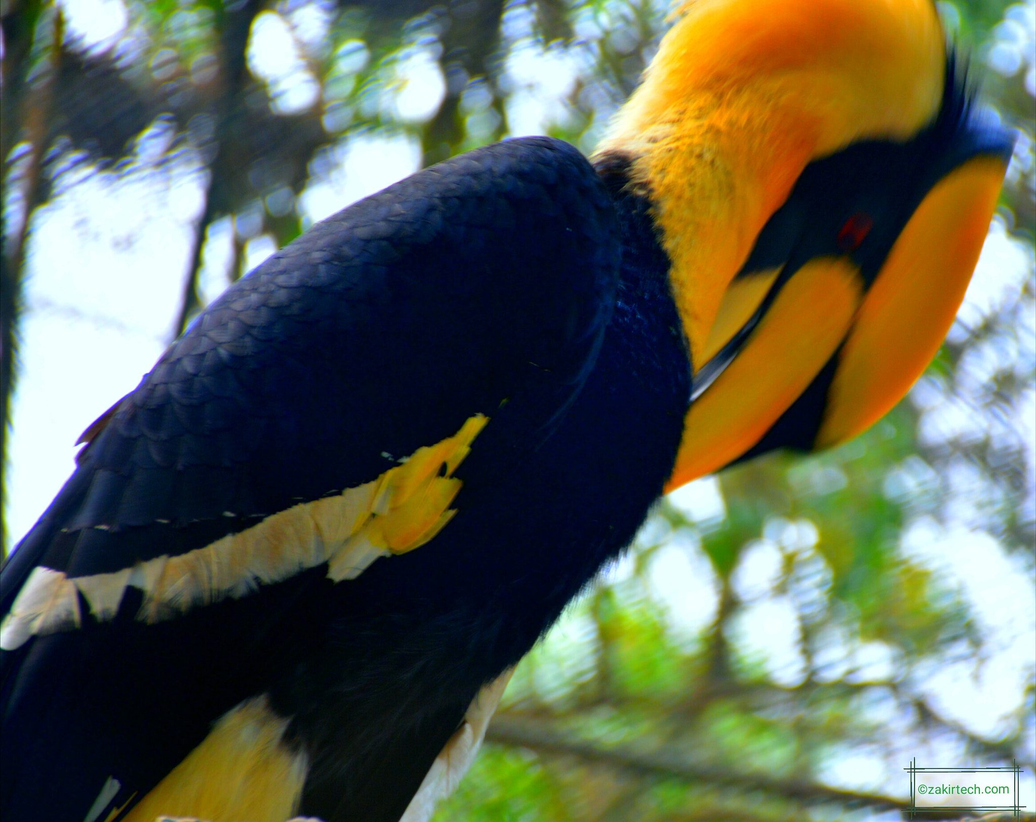 Nikon D5200 sample photo. Toucan bird photography