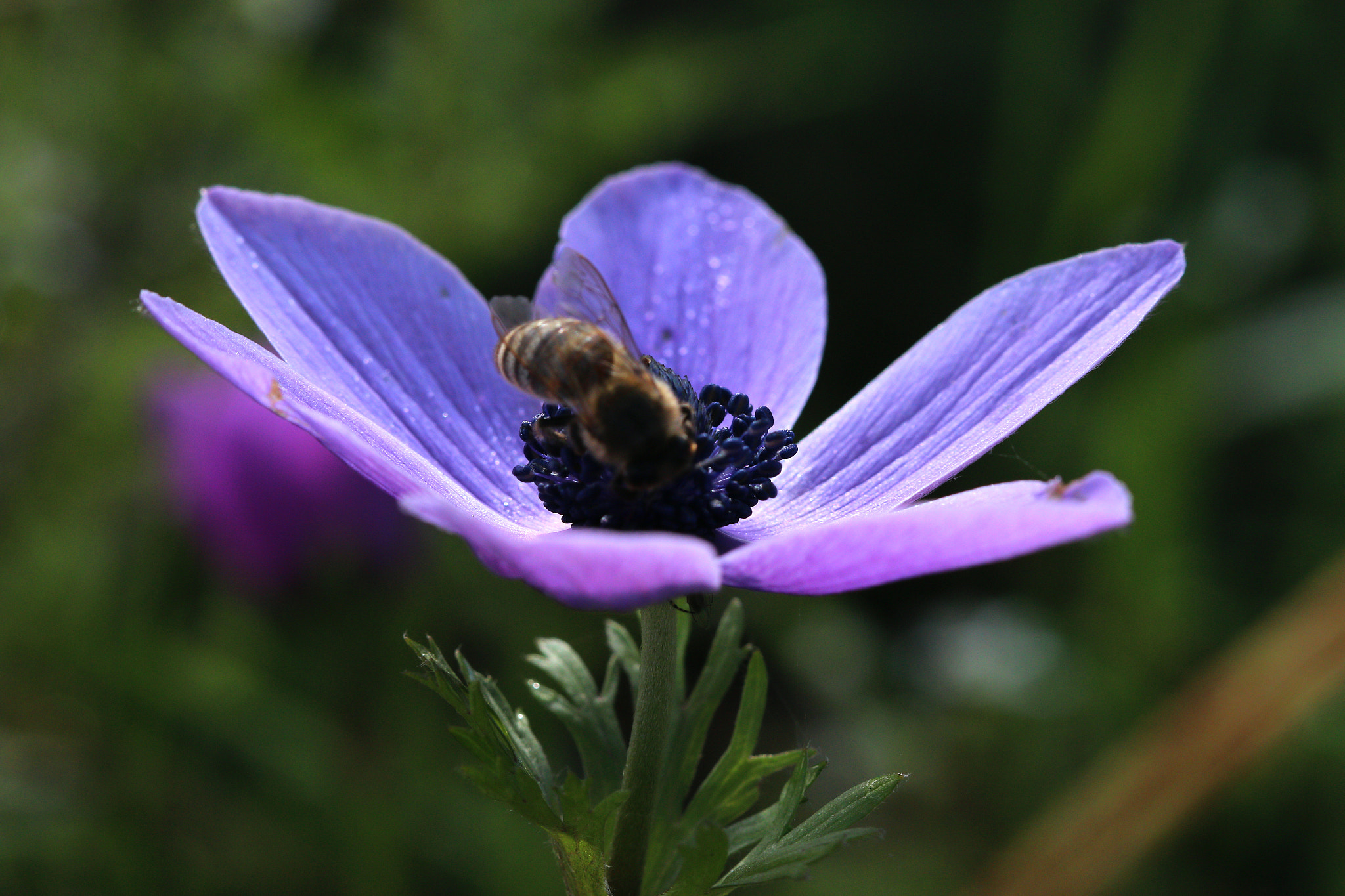 Canon EF 100mm F2.8 Macro USM sample photo. 2018 photography