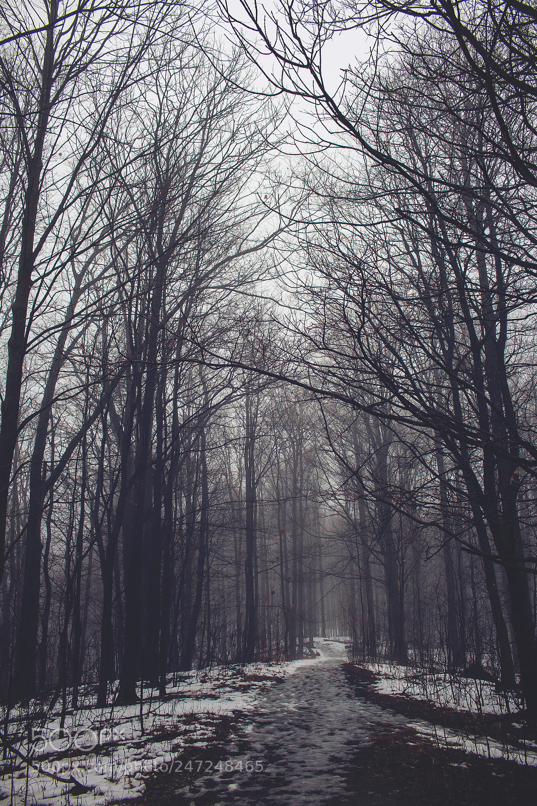 Canon EOS 700D (EOS Rebel T5i / EOS Kiss X7i) sample photo. Into the woods photography