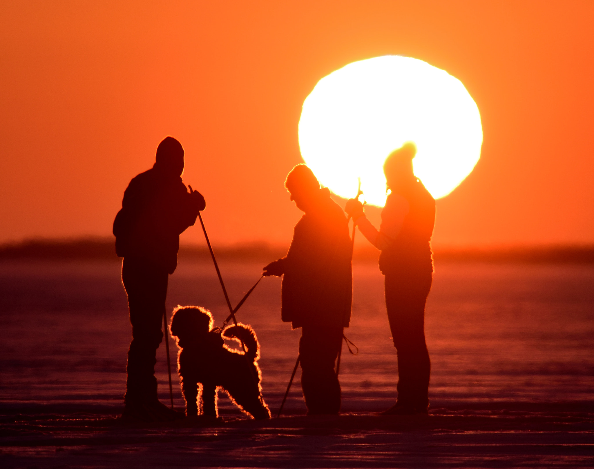 Sigma 150-600mm F5-6.3 DG OS HSM | S sample photo. Walk the dog photography