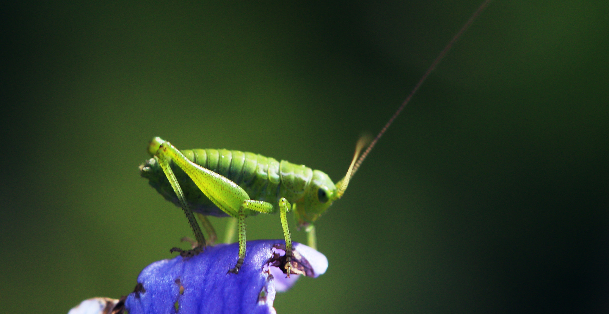 Canon EF 100mm F2.8 Macro USM sample photo. 2018 photography