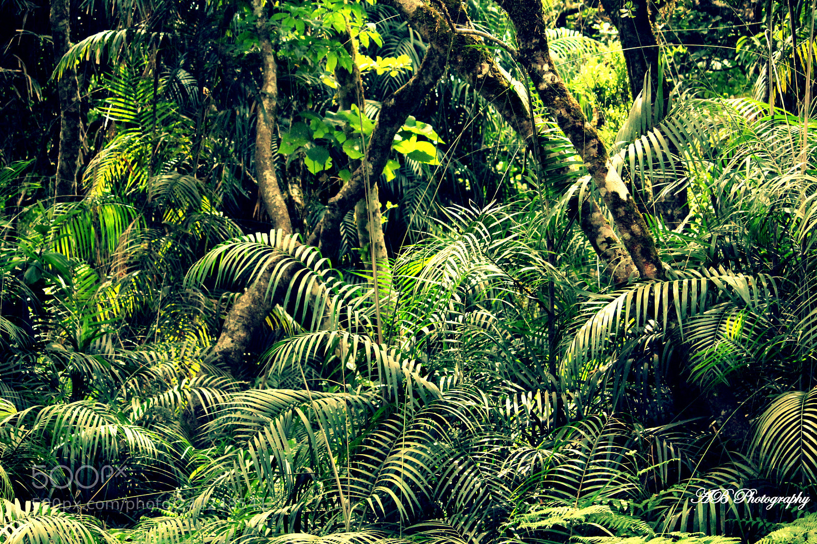 Canon EF-S 55-250mm F4-5.6 IS II sample photo. Jurassic park photography