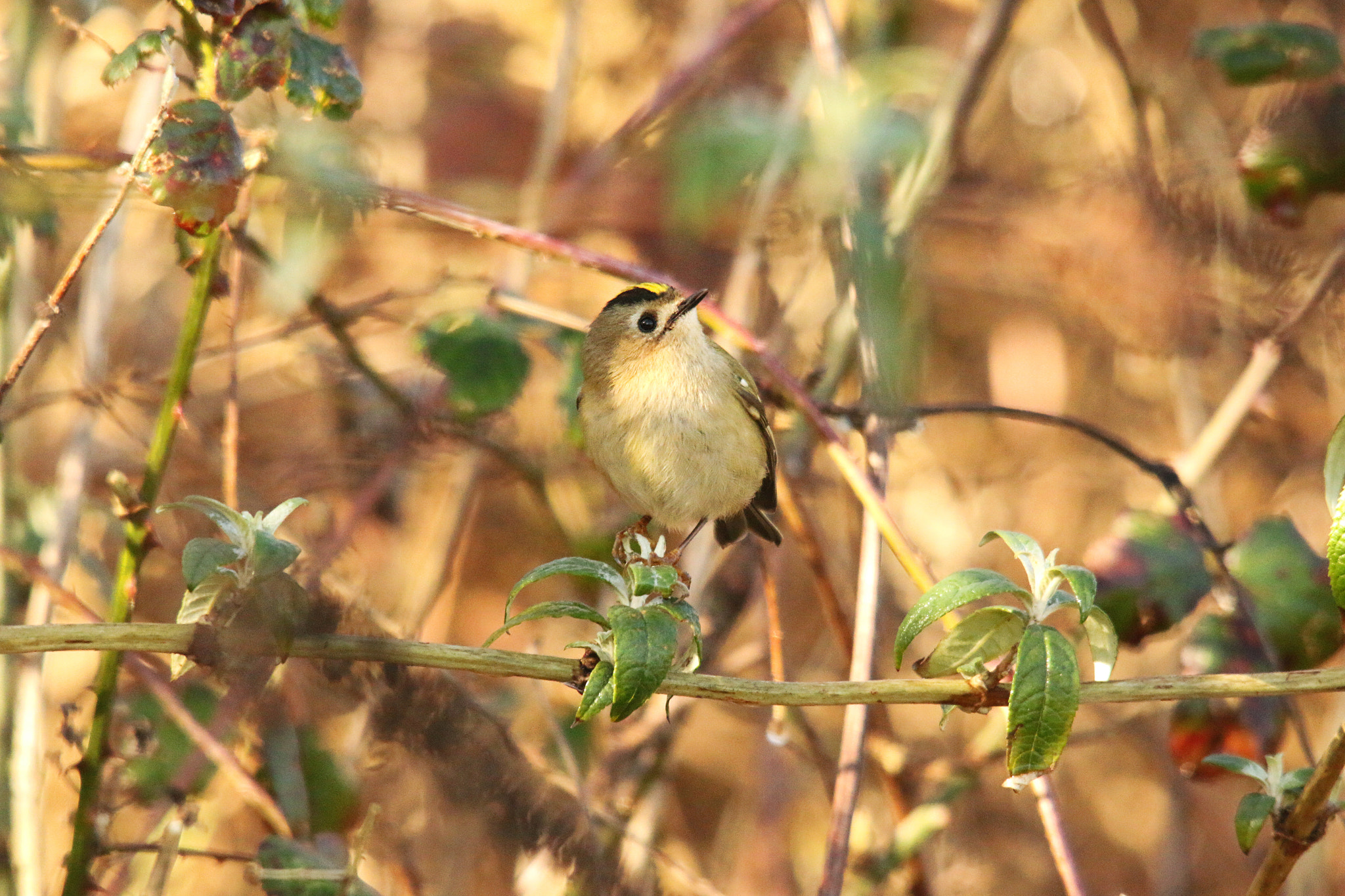 Canon EOS 70D + Sigma 150-500mm F5-6.3 DG OS HSM sample photo. Goldcrest 2 photography