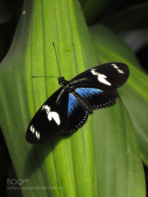 Canon PowerShot SX530 HS sample photo. Verdeazul photography