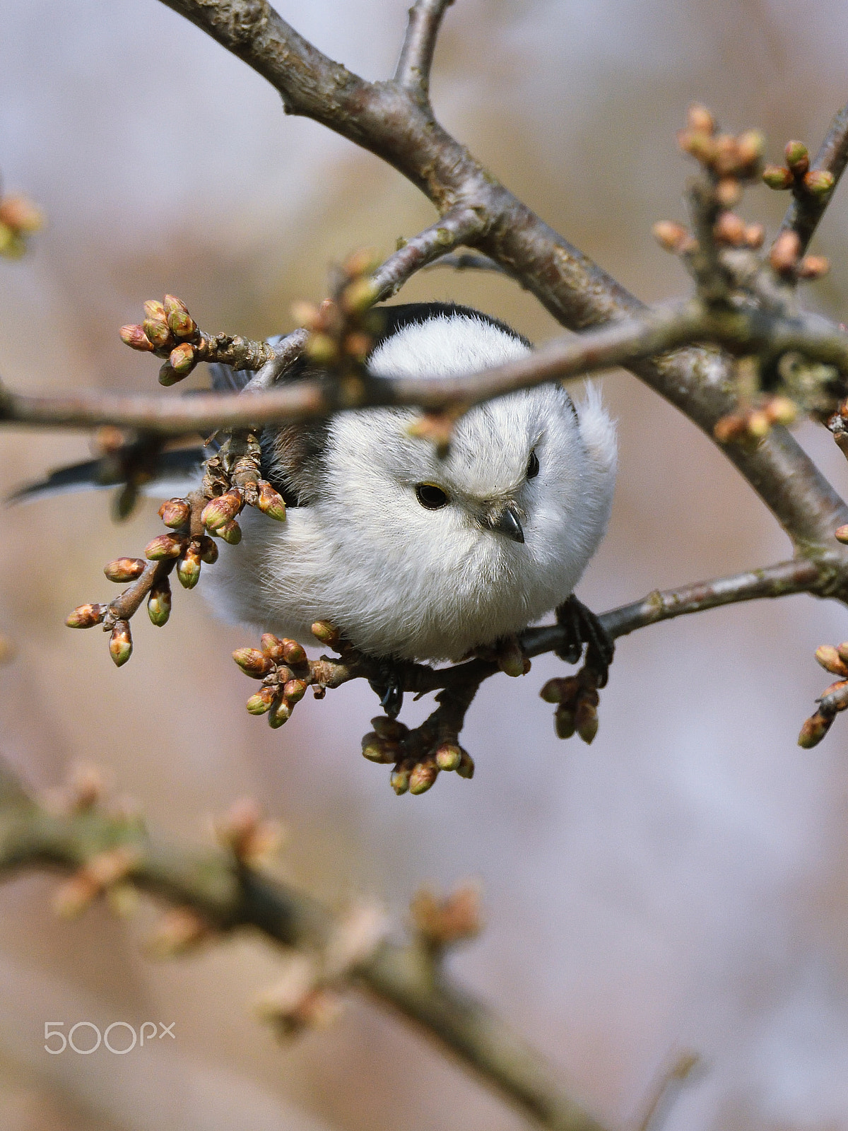 Nikon D500 + Sigma 150-600mm F5-6.3 DG OS HSM | S sample photo. Codibugnolo (aegithalos caudatus) photography