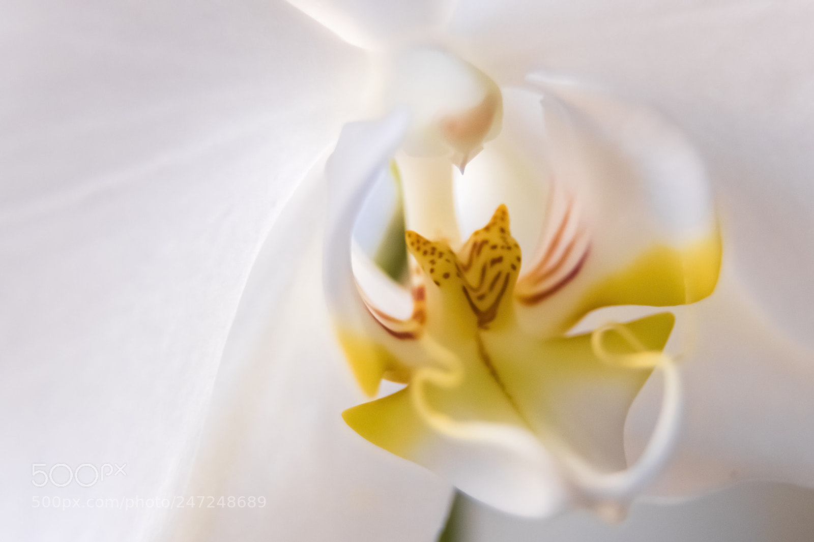 Canon EOS 6D Mark II sample photo. Orquirea 2018 photography