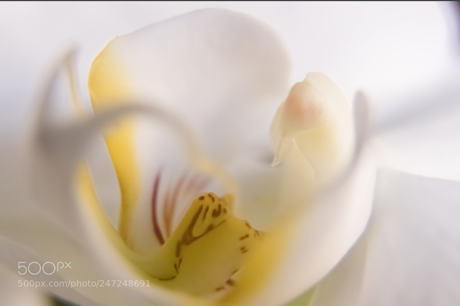 Canon EOS 6D Mark II sample photo. Orquirea 2018 photography