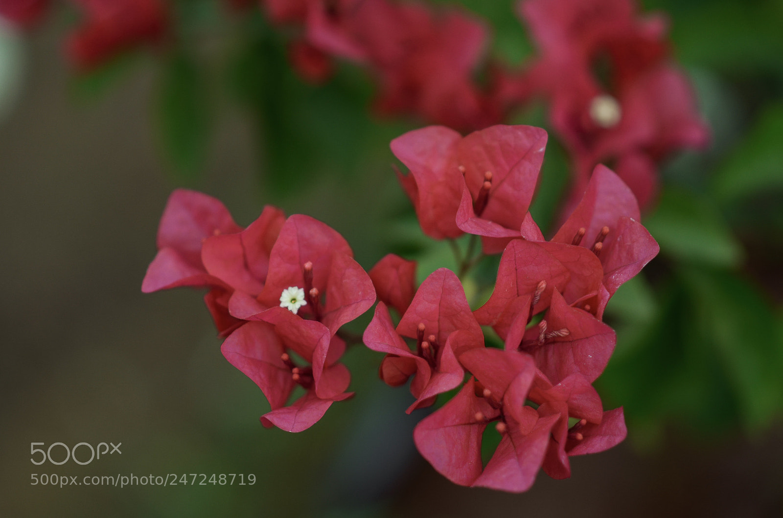 Nikon D5100 sample photo. Paper flower photography