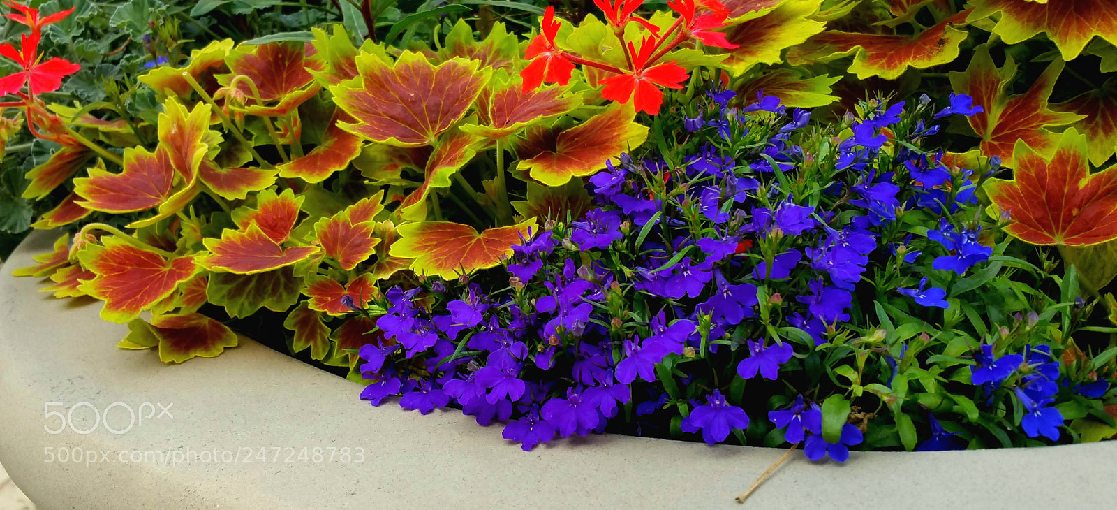 Samsung Galaxy Note4 sample photo. Brilliant purple, red and photography