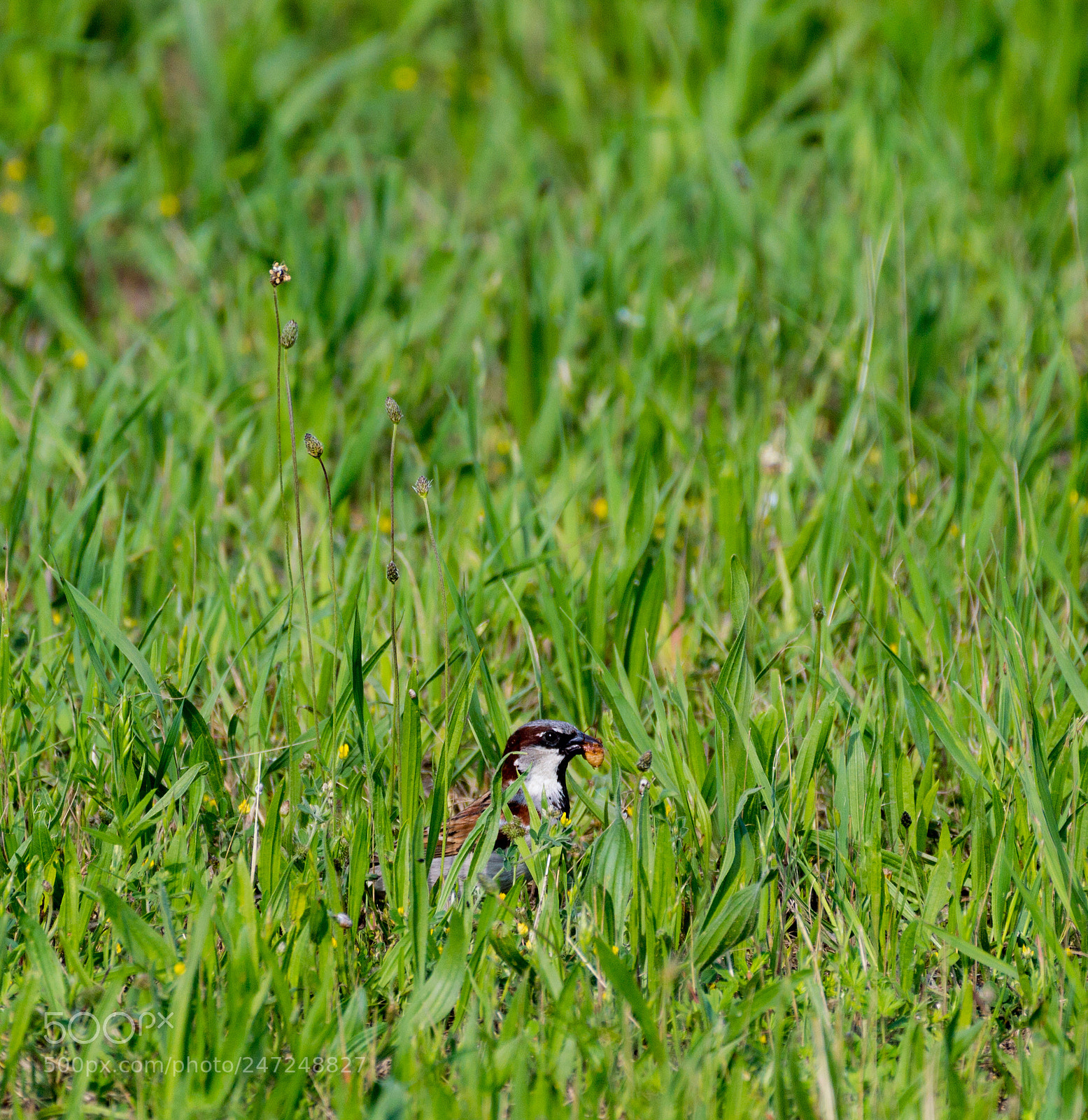 Nikon D3200 sample photo. Hunting photography