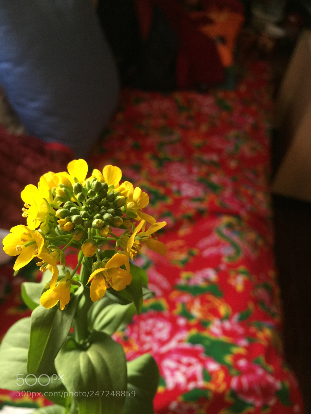 Apple iPhone 6 Plus sample photo. Happy chinese new year. photography