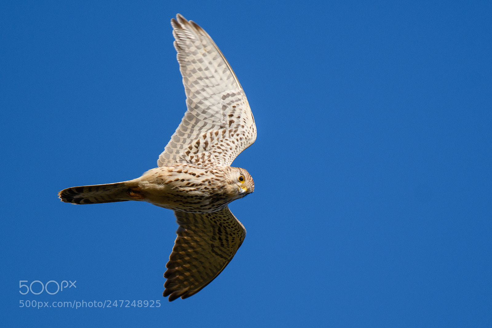 Nikon D500 sample photo. Kestrel photography