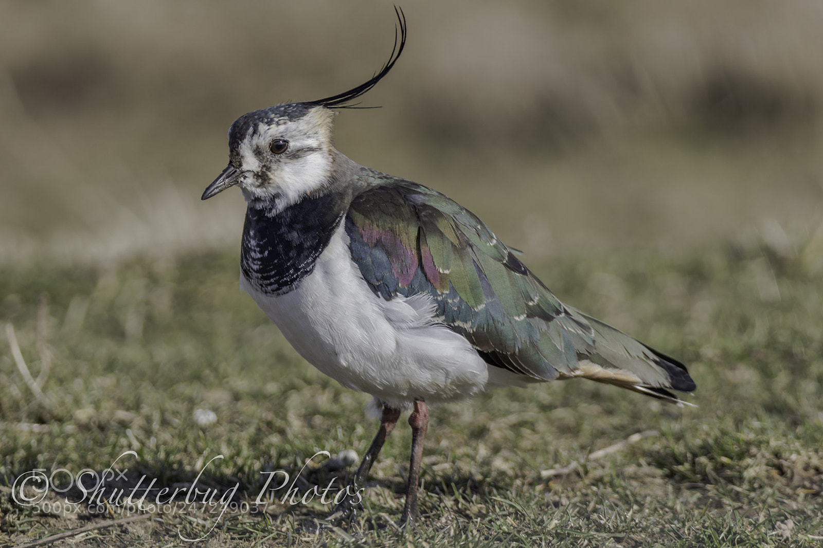 Canon EOS 80D sample photo. Lapwing photography