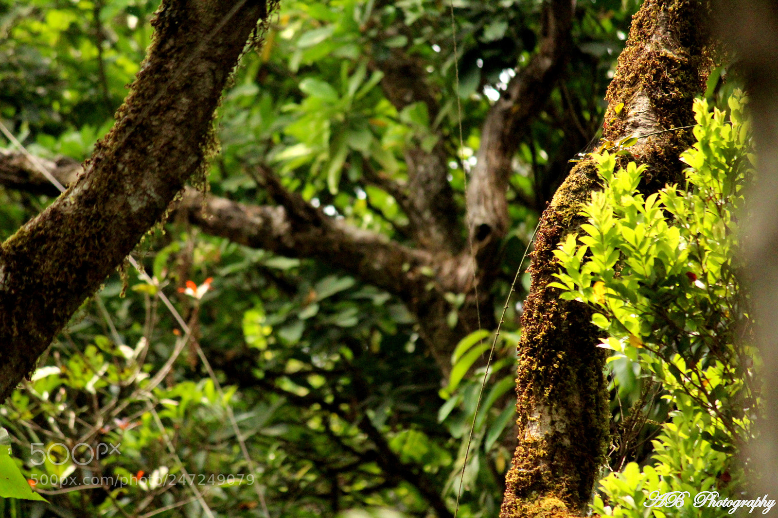 Canon EF-S 55-250mm F4-5.6 IS II sample photo. Greenify photography
