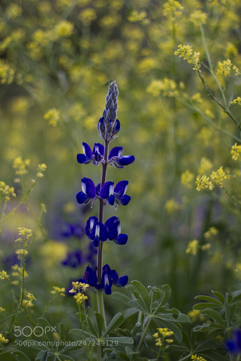 Canon EOS 7D sample photo. Untitled photography