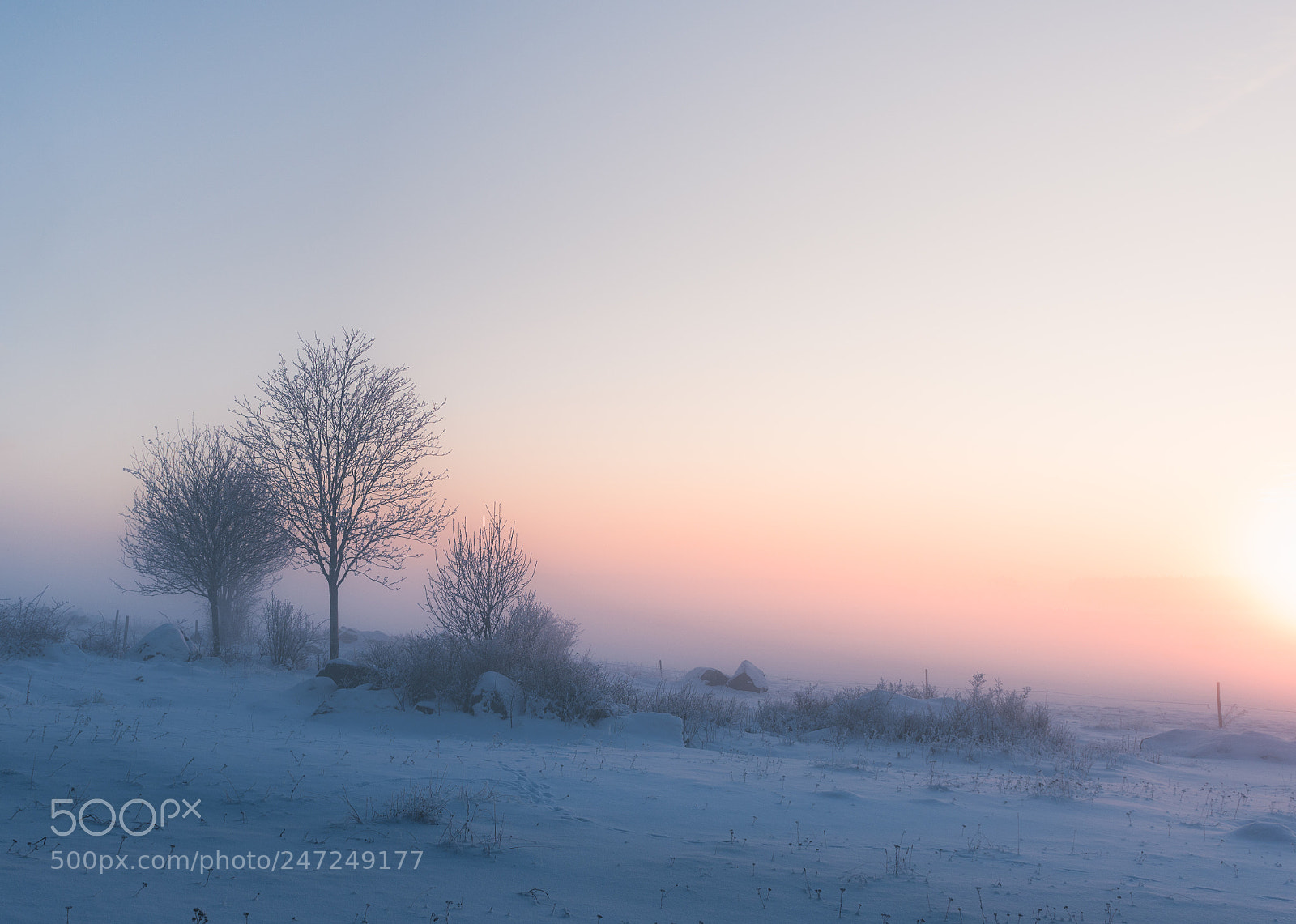 Nikon D810 sample photo. Isolated by fog photography