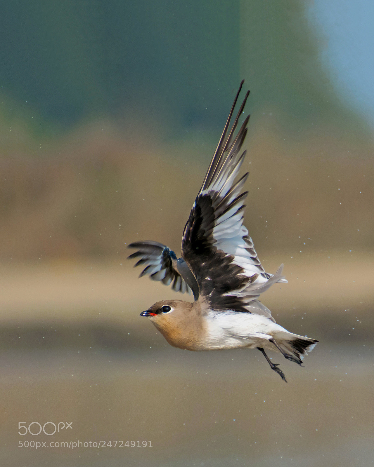 Nikon D5200 sample photo. Splash of flight photography