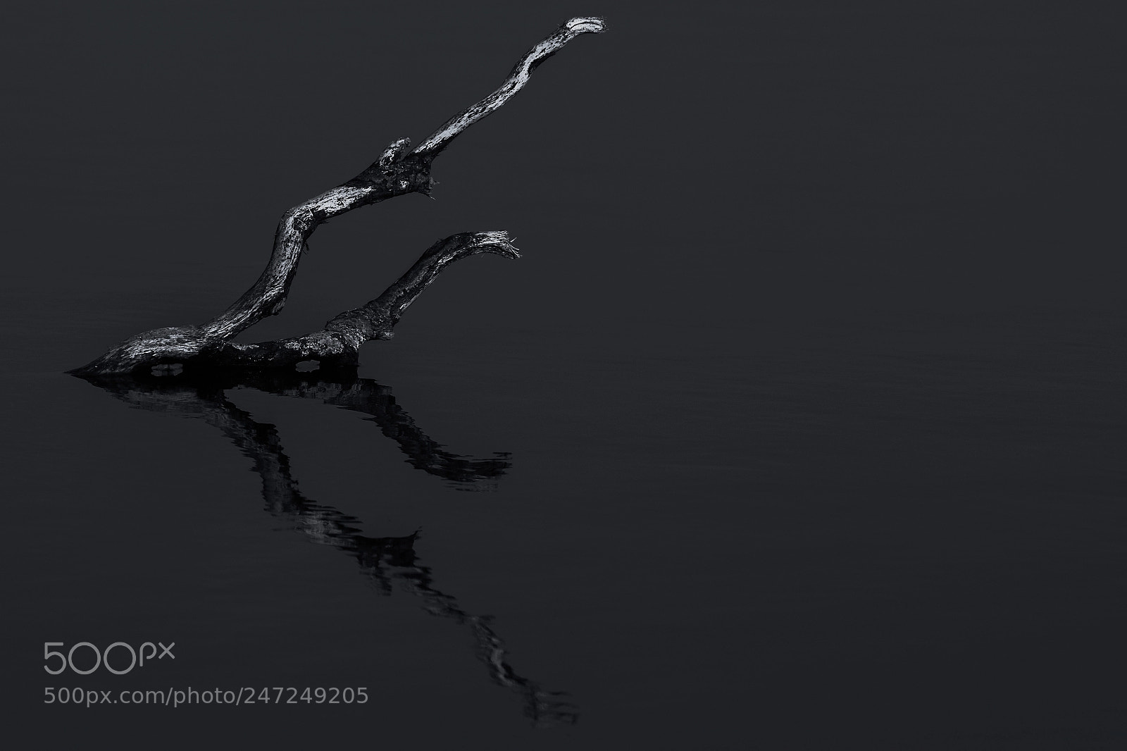 Nikon D7200 sample photo. A stick photography