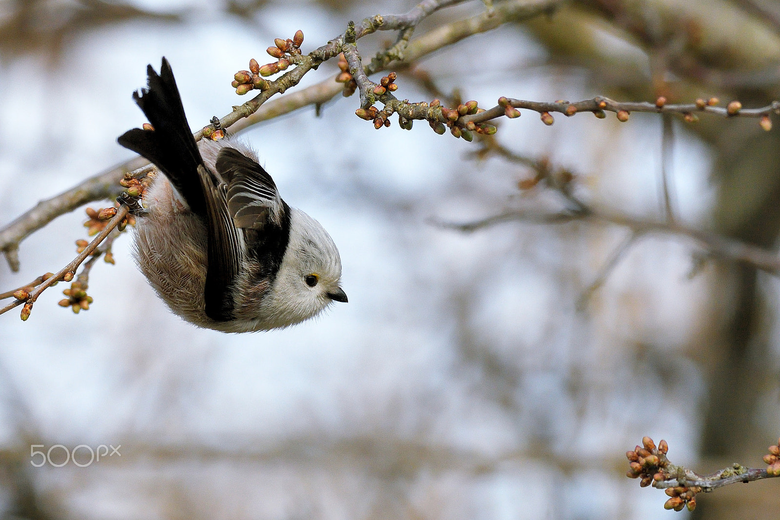 Nikon D500 + Sigma 150-600mm F5-6.3 DG OS HSM | S sample photo. Codibugnolo (aegithalos caudatus) photography