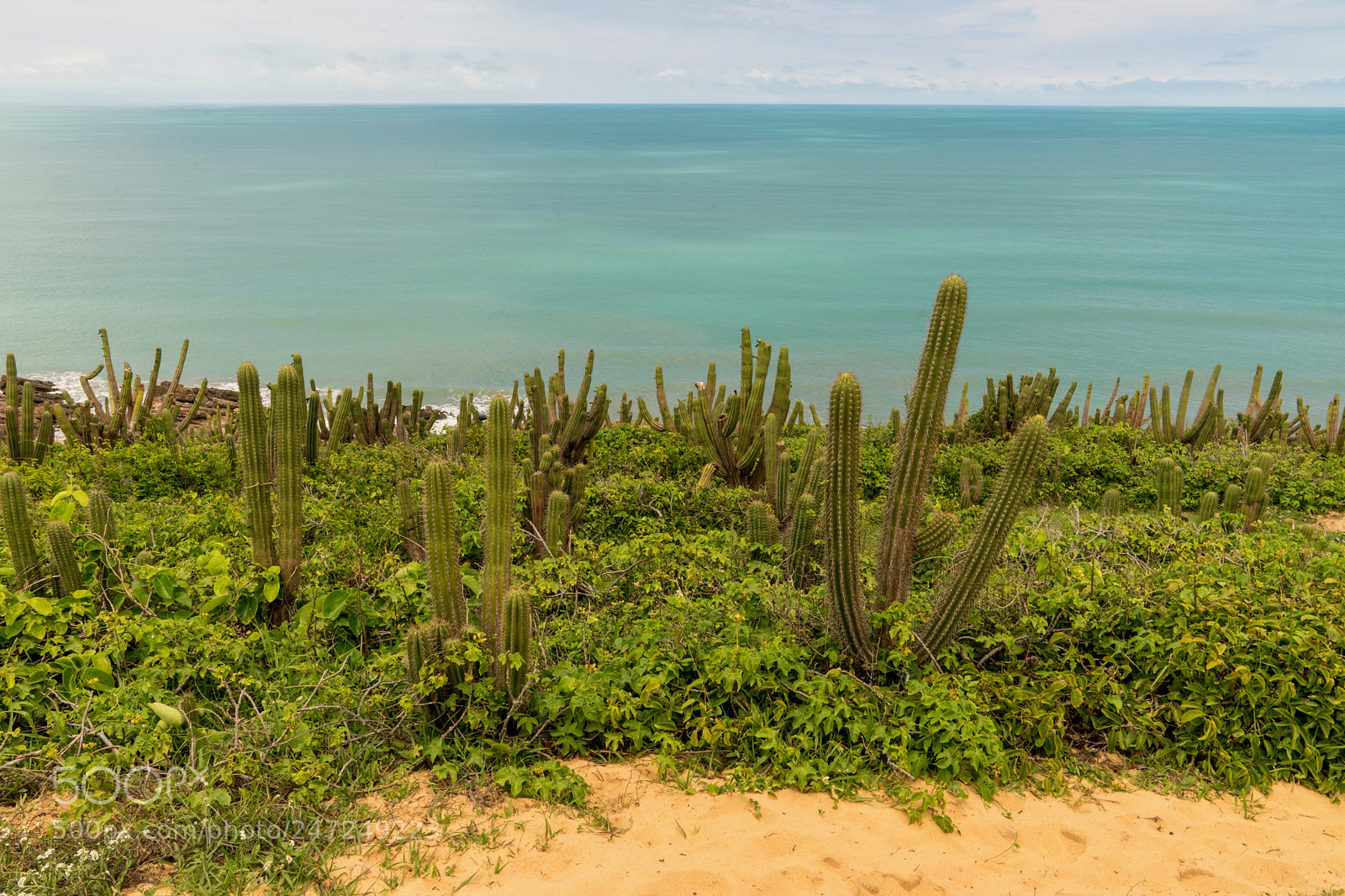 Sony a7 sample photo. Cactus forest photography
