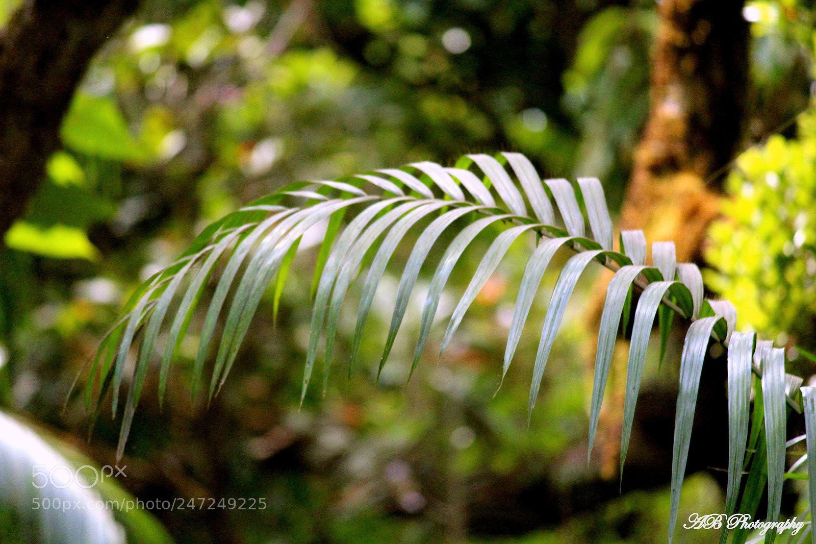 Canon EF-S 55-250mm F4-5.6 IS II sample photo. Leaf photography