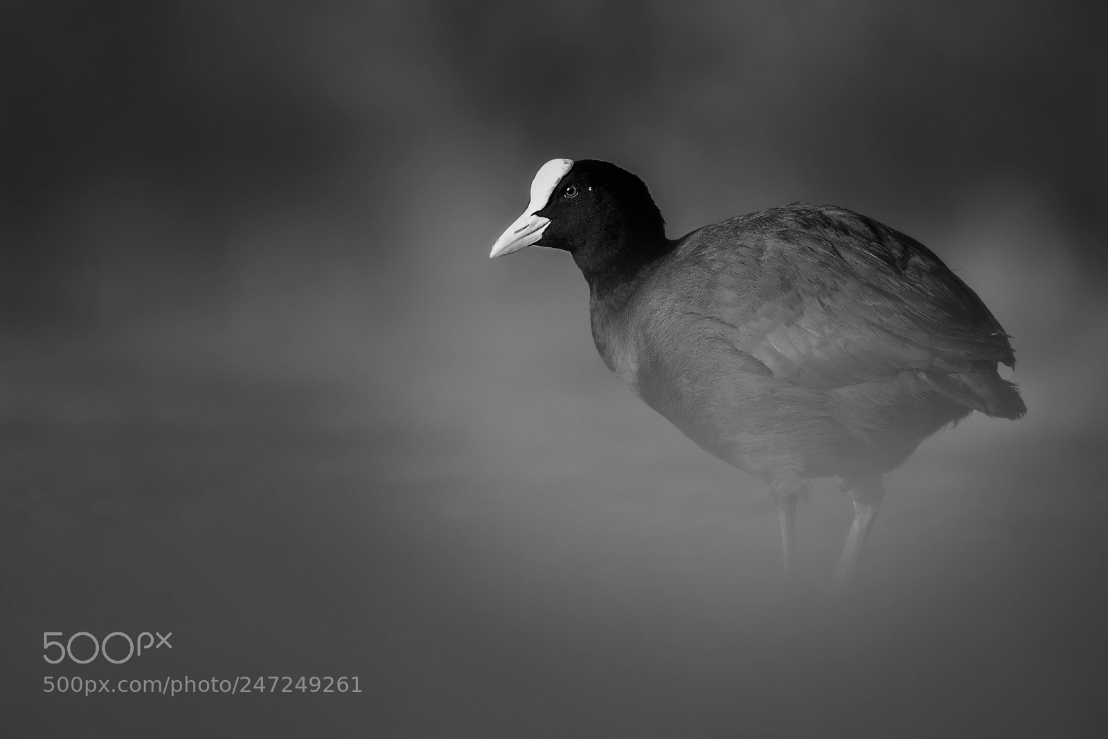 Nikon D7200 sample photo. Coot photography