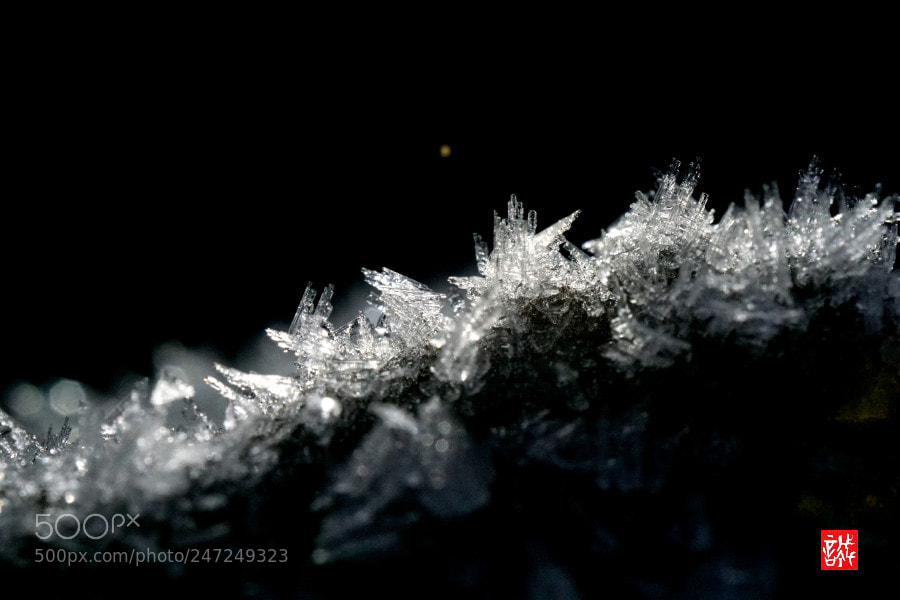 Sony a6500 sample photo. Frost 0224 photography