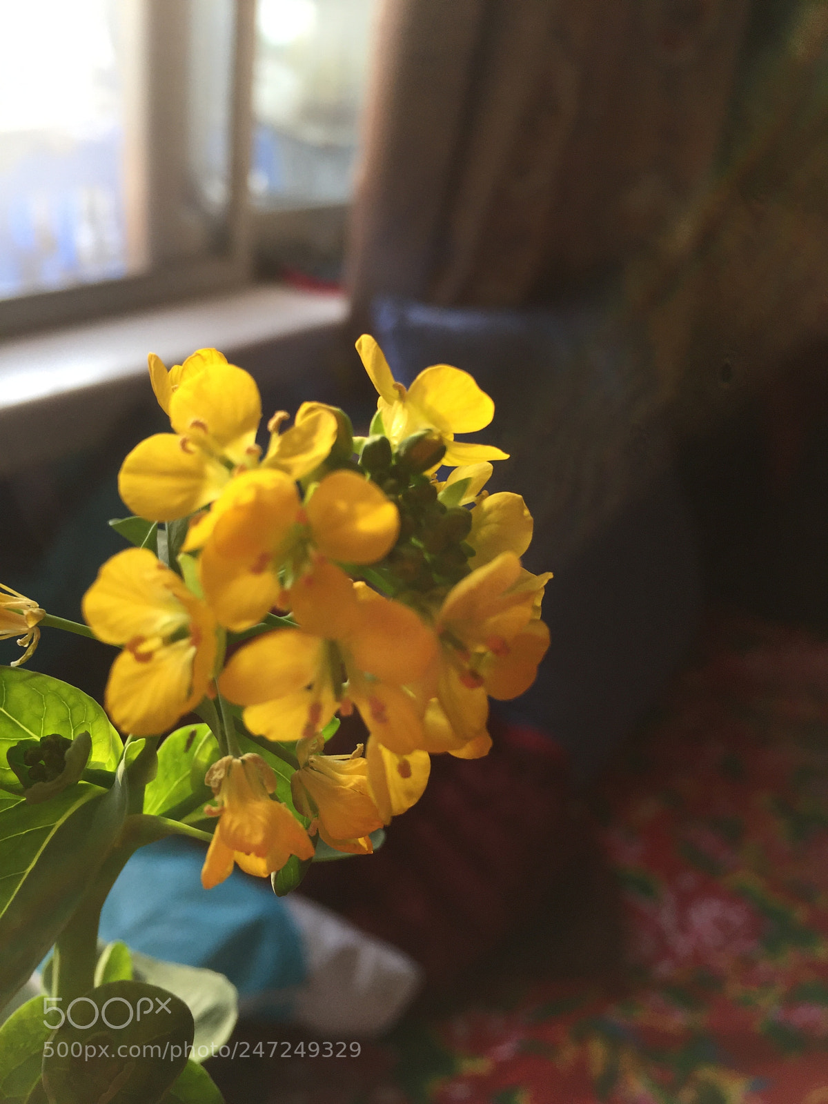 Apple iPhone 6 Plus sample photo. Spring is coming noiselessly photography