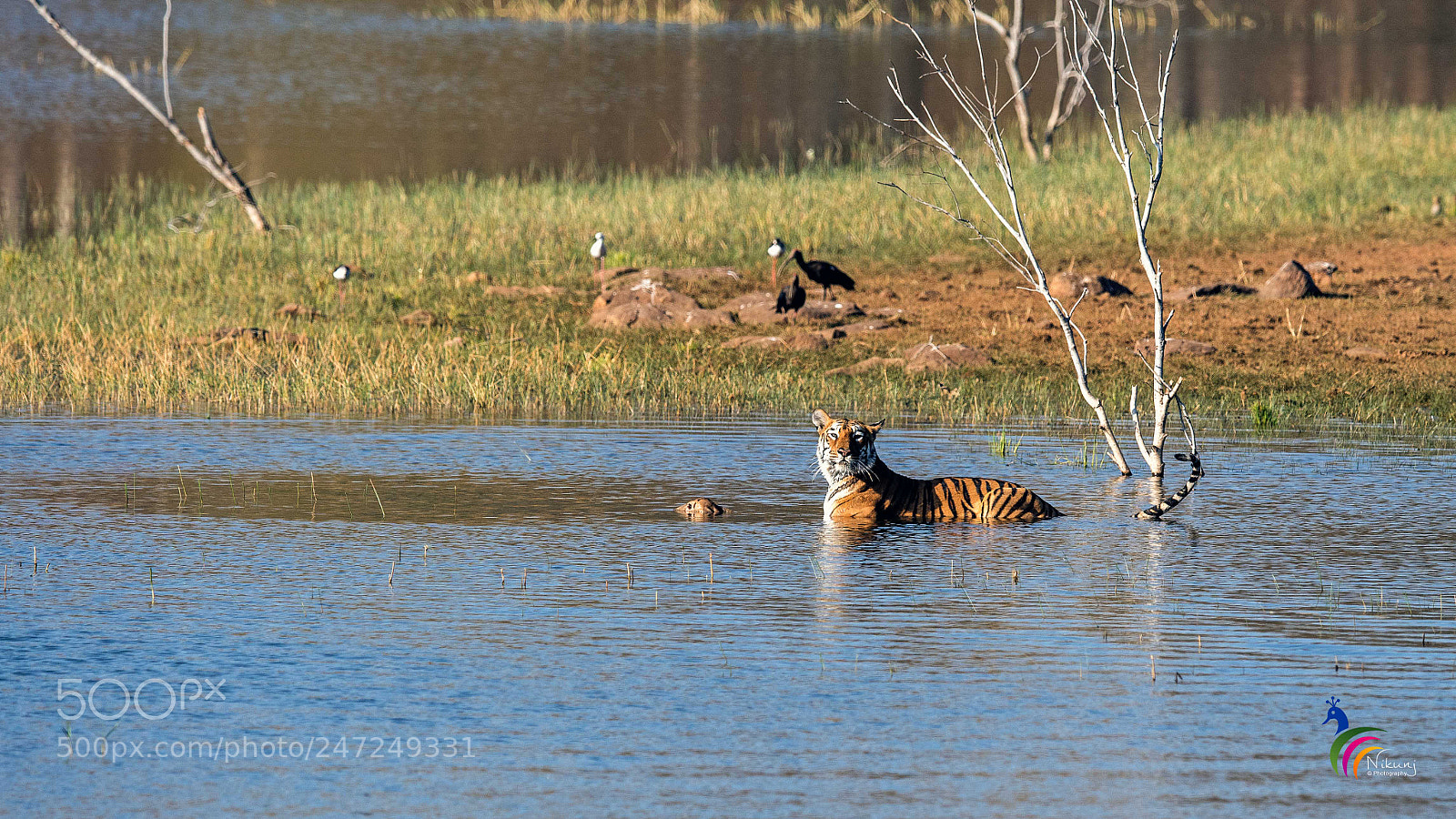 Nikon D500 sample photo. Tigress "maya" photography