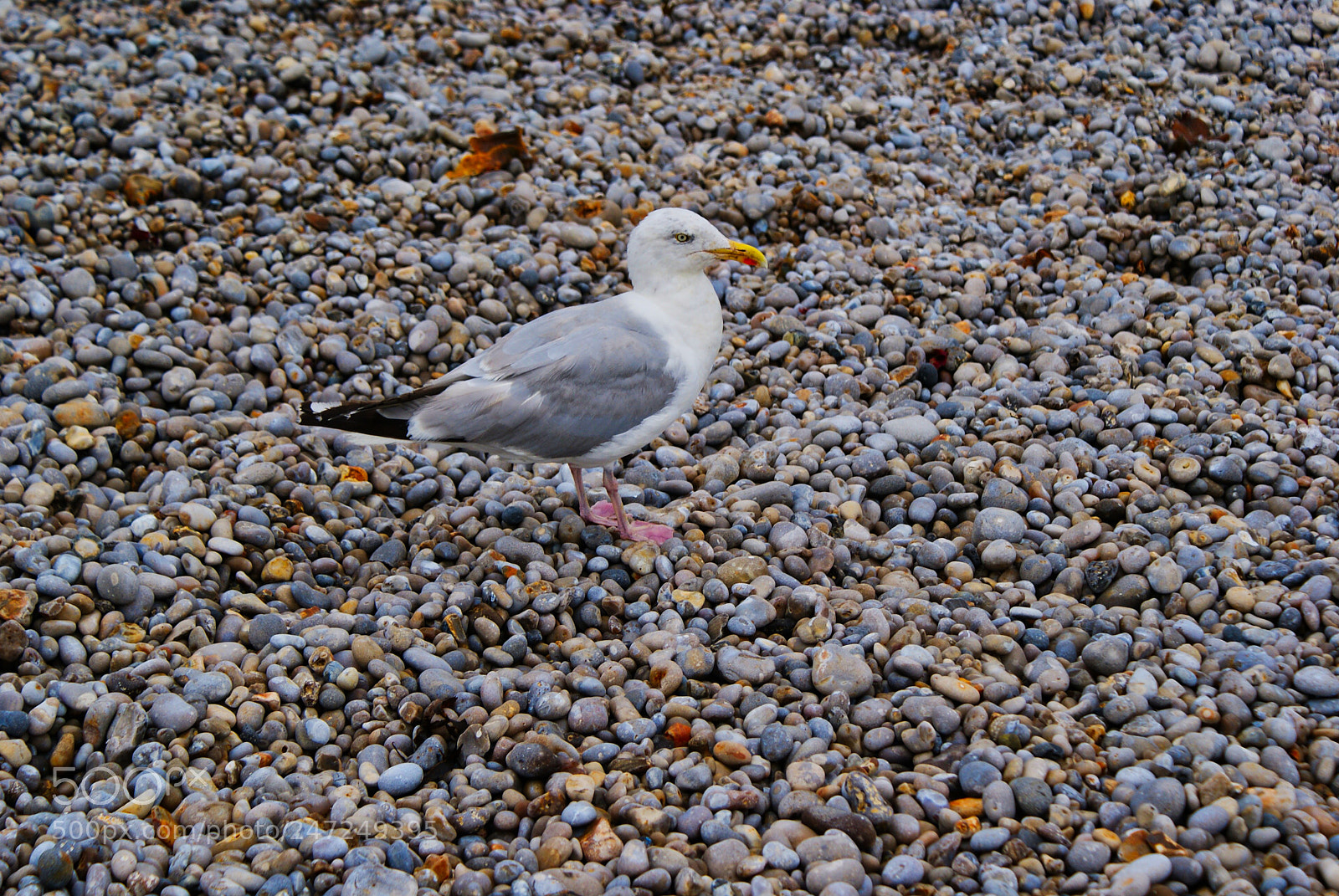 Sony Alpha DSLR-A200 sample photo. Bird on beach photography