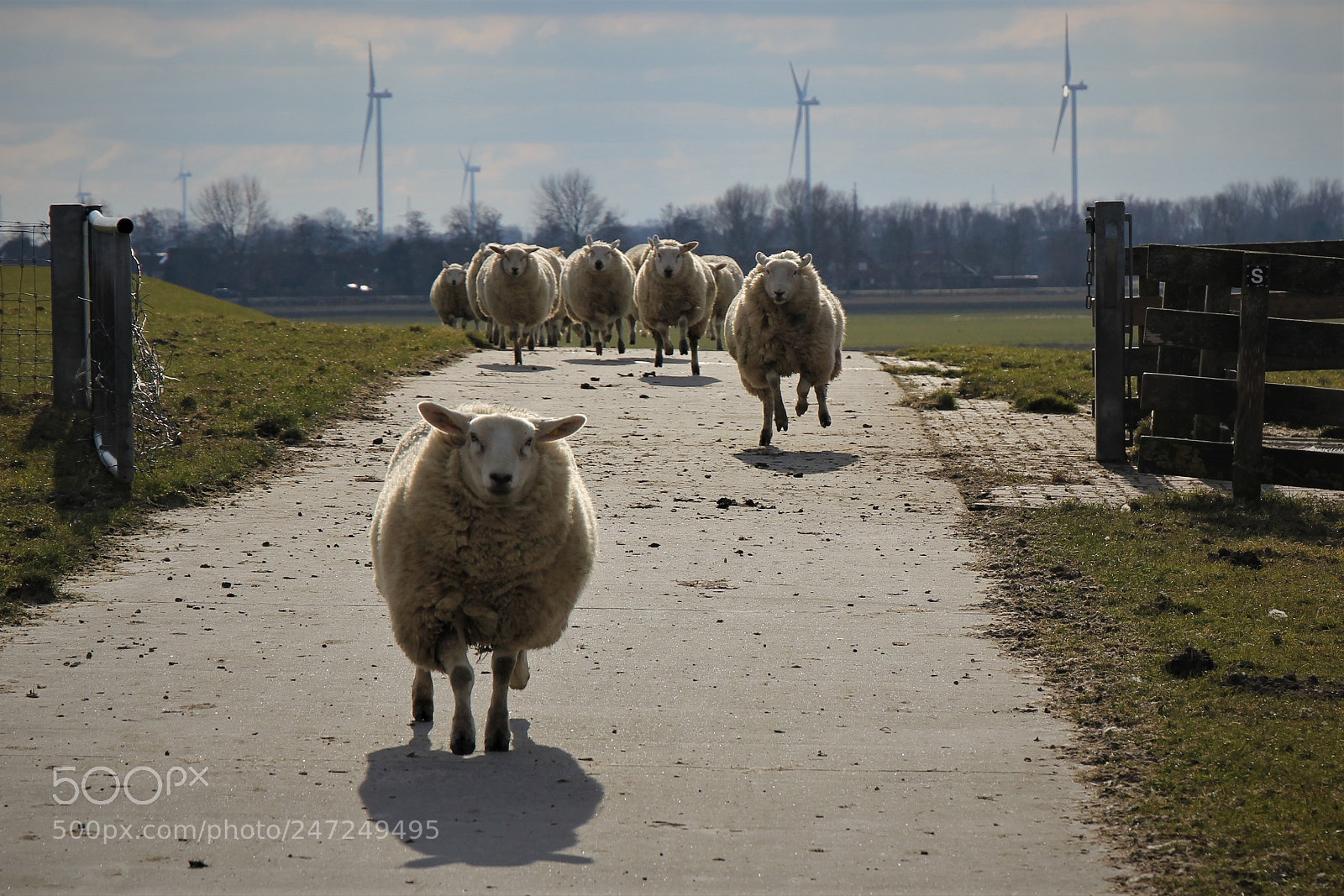 Canon EOS 60D sample photo. Jumping sheep photography