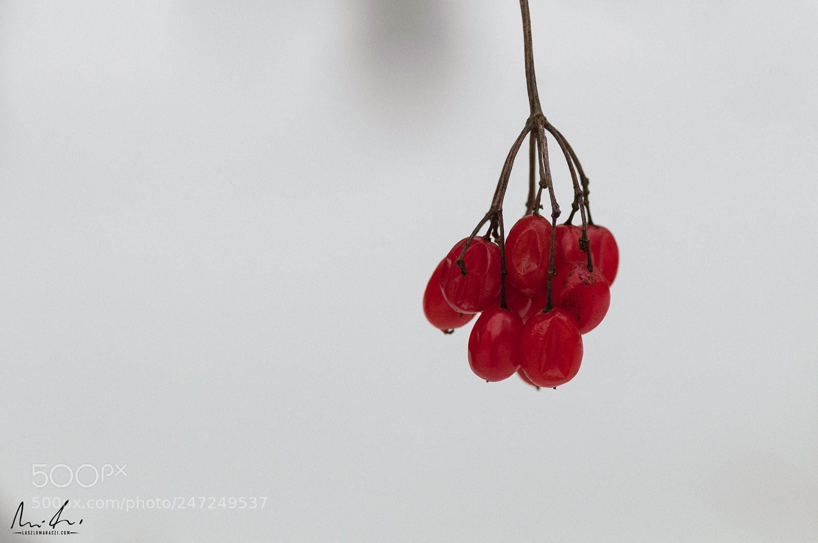 Nikon D300 sample photo. Red berries photography