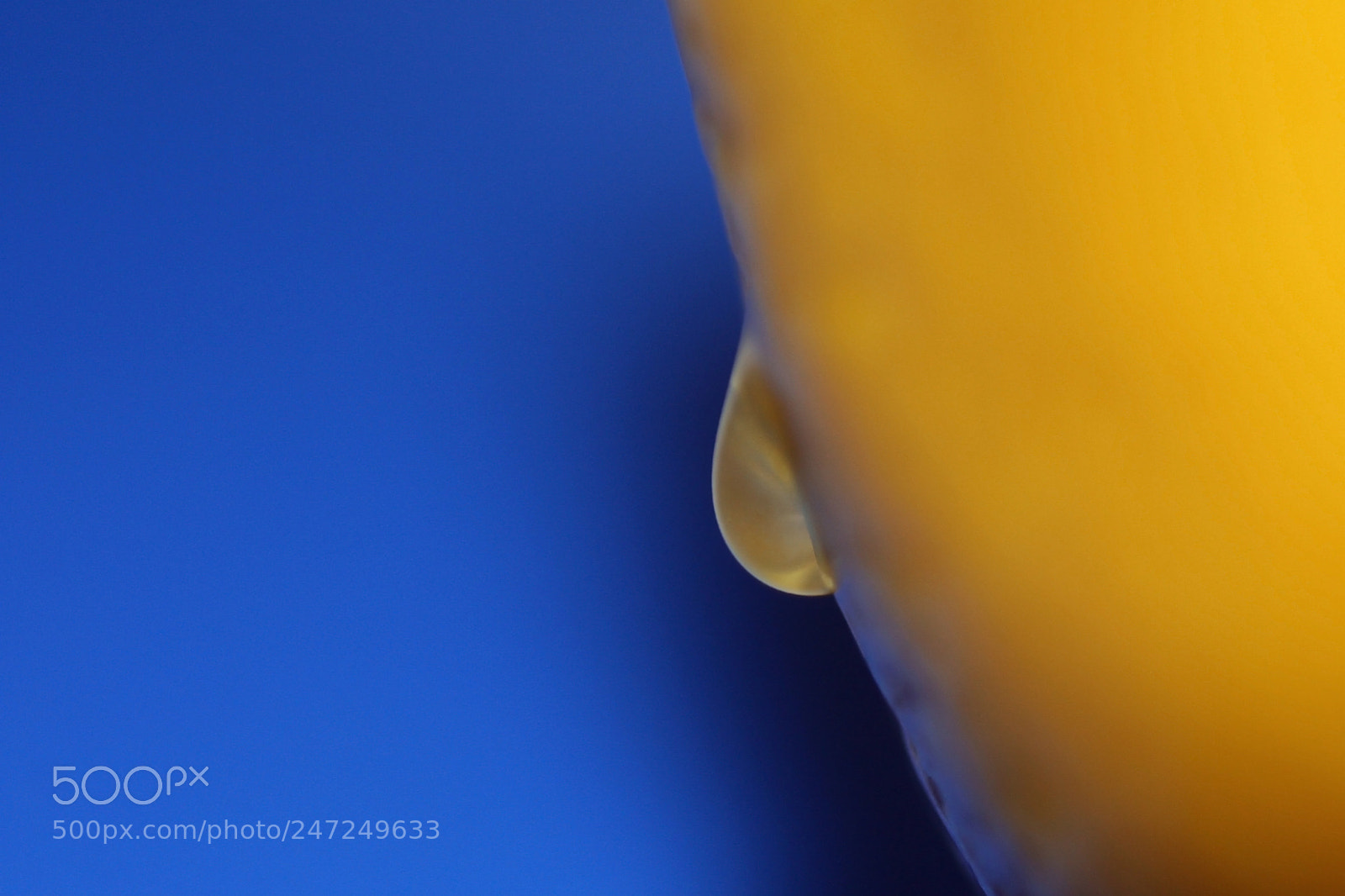 Canon EOS 40D sample photo. Lemon weeps photography