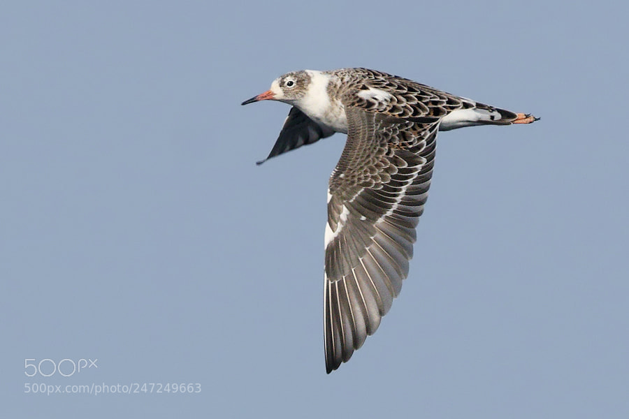 Canon EOS 7D Mark II sample photo. Ruff photography