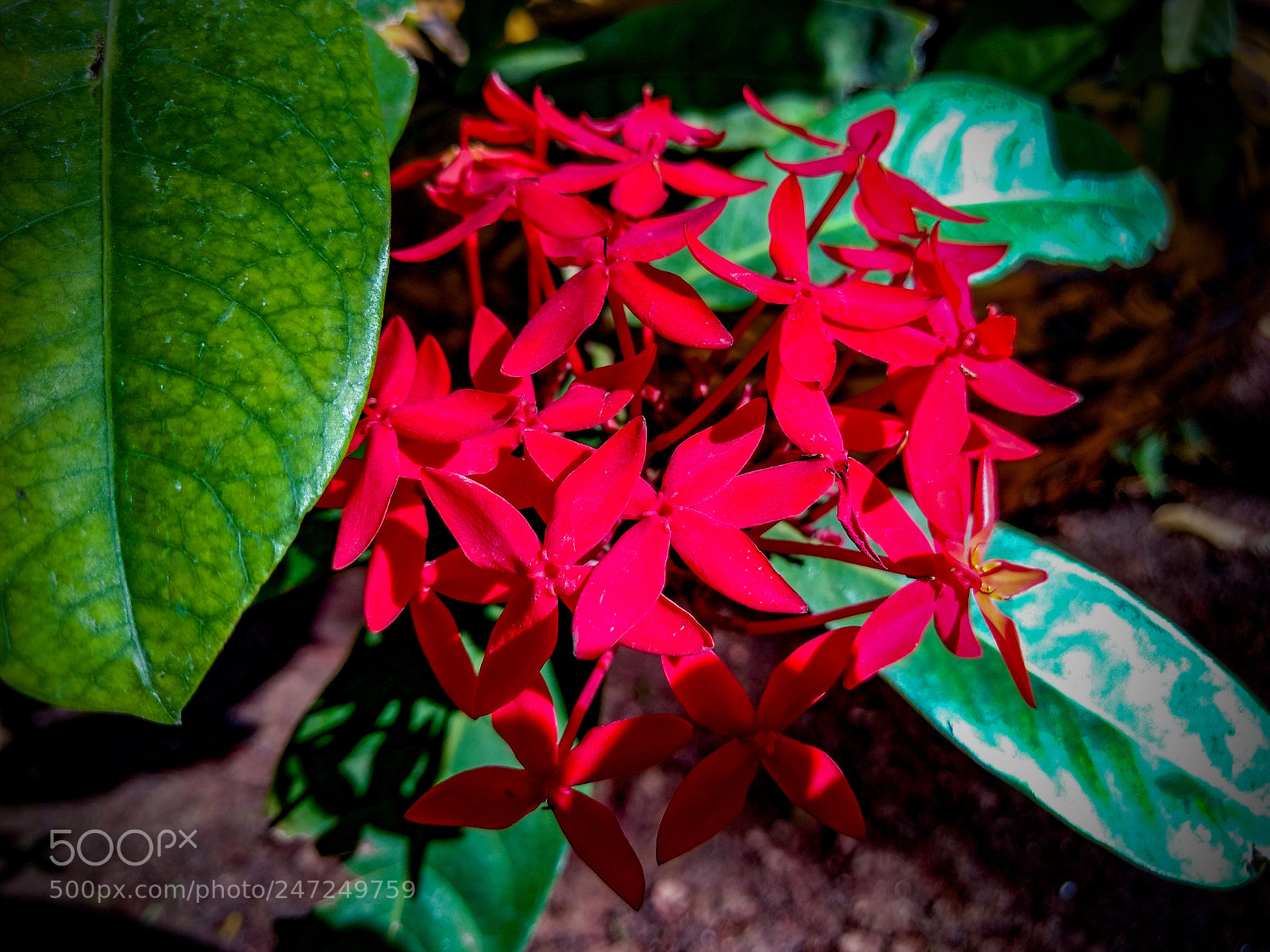 Motorola Moto G (4) sample photo. Red flowers photography