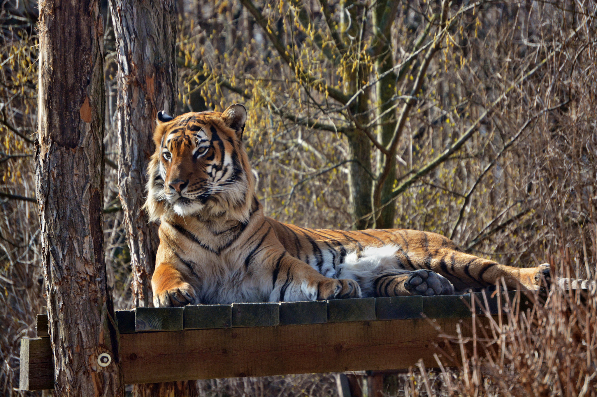 Nikon D5200 sample photo. Tiger photography