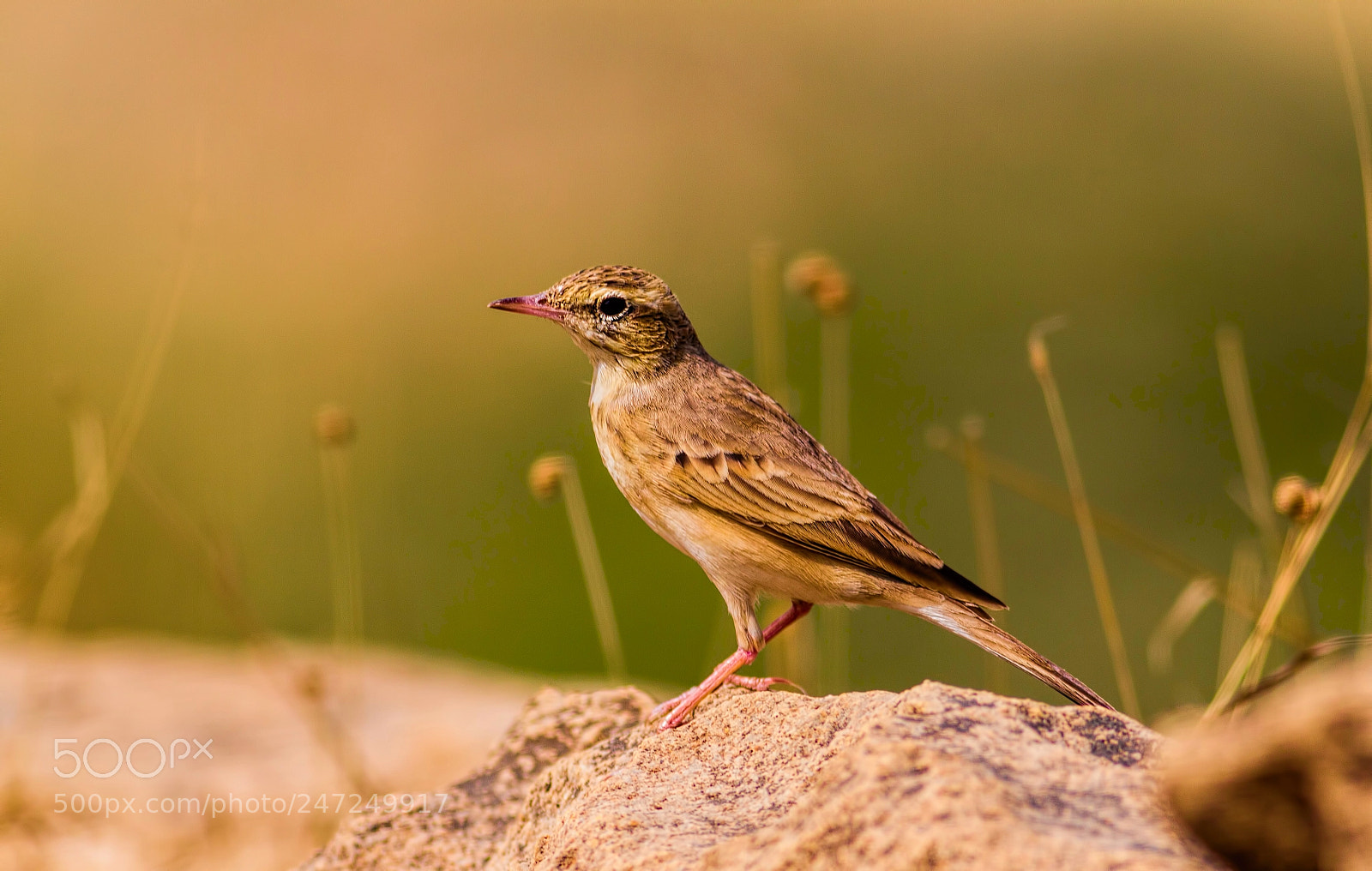 Canon EOS 7D sample photo. Twany pipit... photography