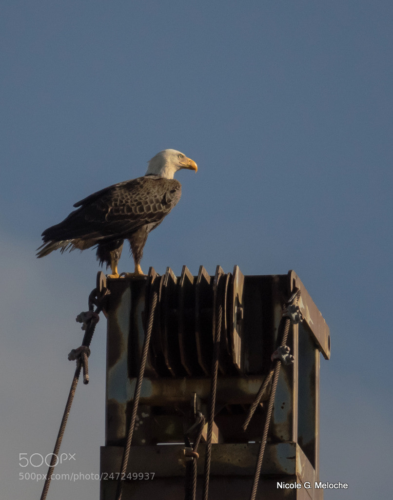 Sony Cyber-shot DSC-RX10 III sample photo. Bald eagle - pygargue photography