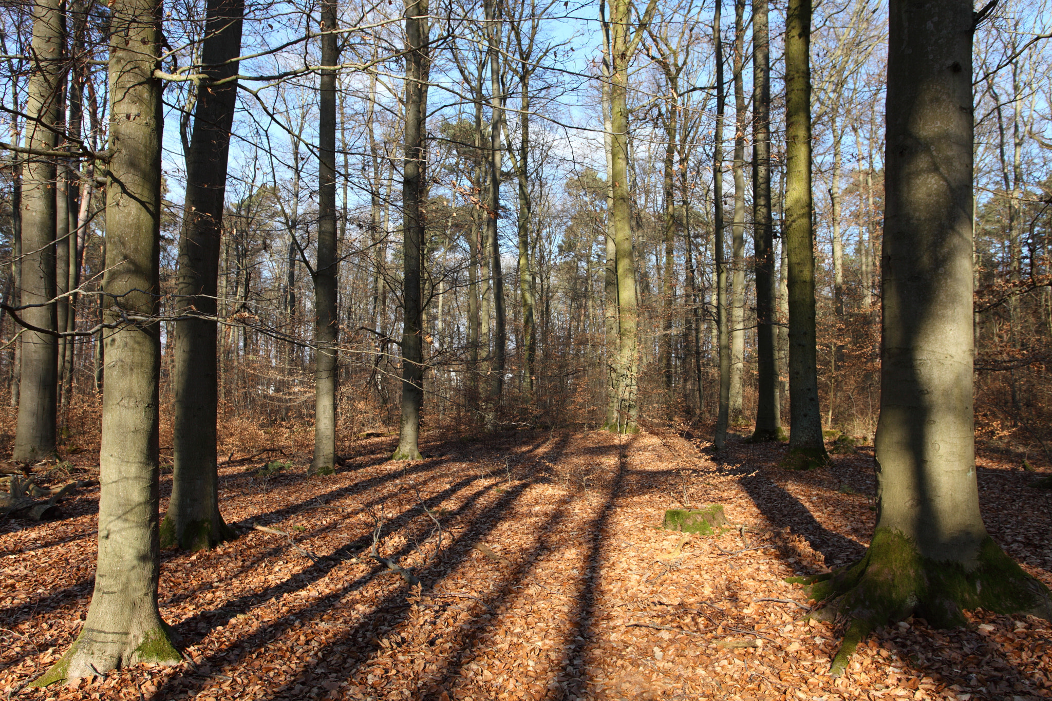 Canon EF 17-40mm F4L USM sample photo. Sunset in the forest photography